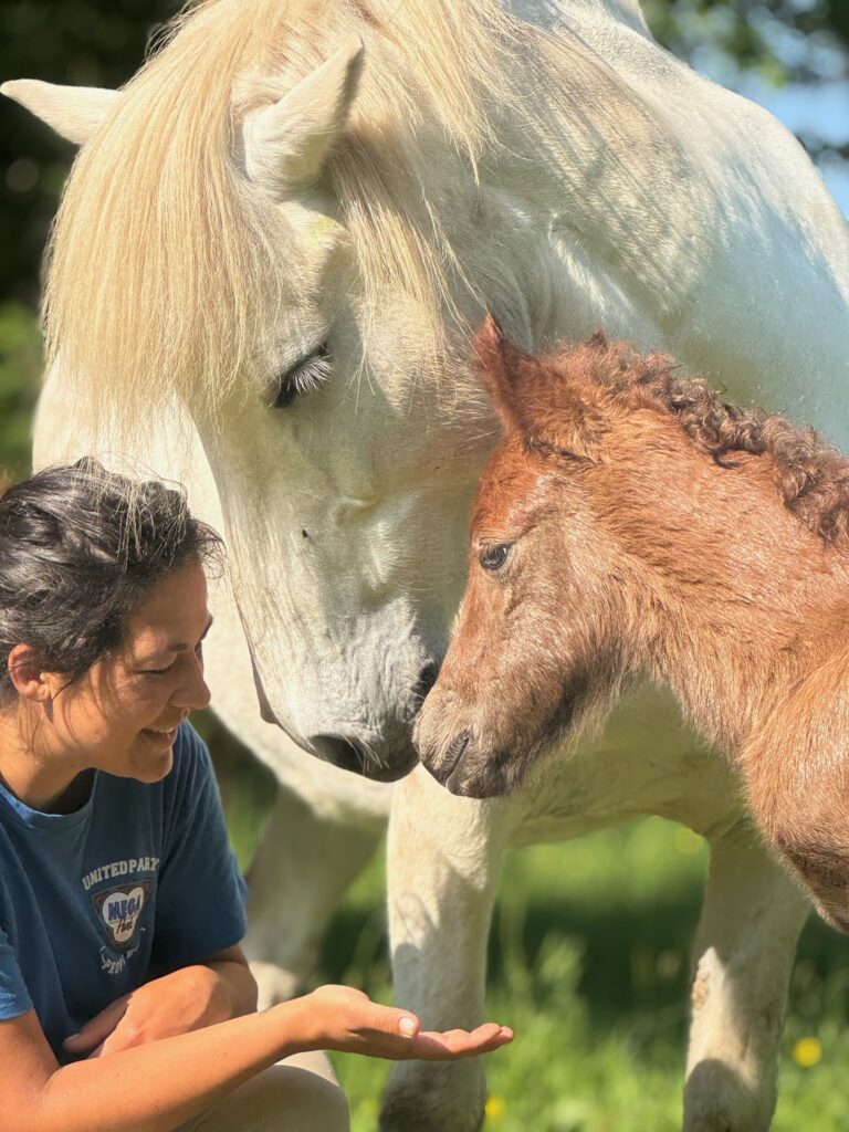 Jument islandaise Aska avec son poulain et Tabea à Roscanvel, en Bretagne