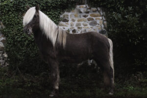 Cheval islandais Frodo vom Nahetal, alezan foncé à la crinière argentée, se tient de profil devant un mur de pierres couvert de lierre.