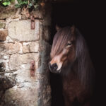 Cheval islandais Lukas van’t Glymurshof sortant d’une écurie en pierre en Bretagne
