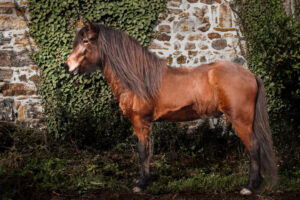 Cheval islandais Lukas van’t Glymurshof en pose devant un mur en pierre en Bretagne