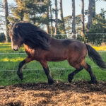 Cheval islandais Lukas van’t Glymurshof trottant librement dans un paddock en Bretagne
