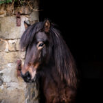Cheval islandais à vendre – Naskur de l’Ubac dans une écurie en pierre en Bretagne