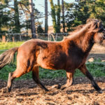Cheval islandais à vendre – Naskur de l’Ubac en liberté dans un paddock en Bretagne