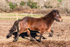 Cheval islandais à vendre – Naskur de l’Ubac au trot dans un paddock en Bretagne