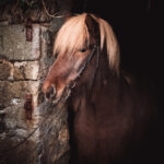 Cheval islandais à vendre – Kraftur frá Englahófi, alezan clair à la crinière blonde, apparaît à l’entrée d’une écurie de pierre couverte de lierre.