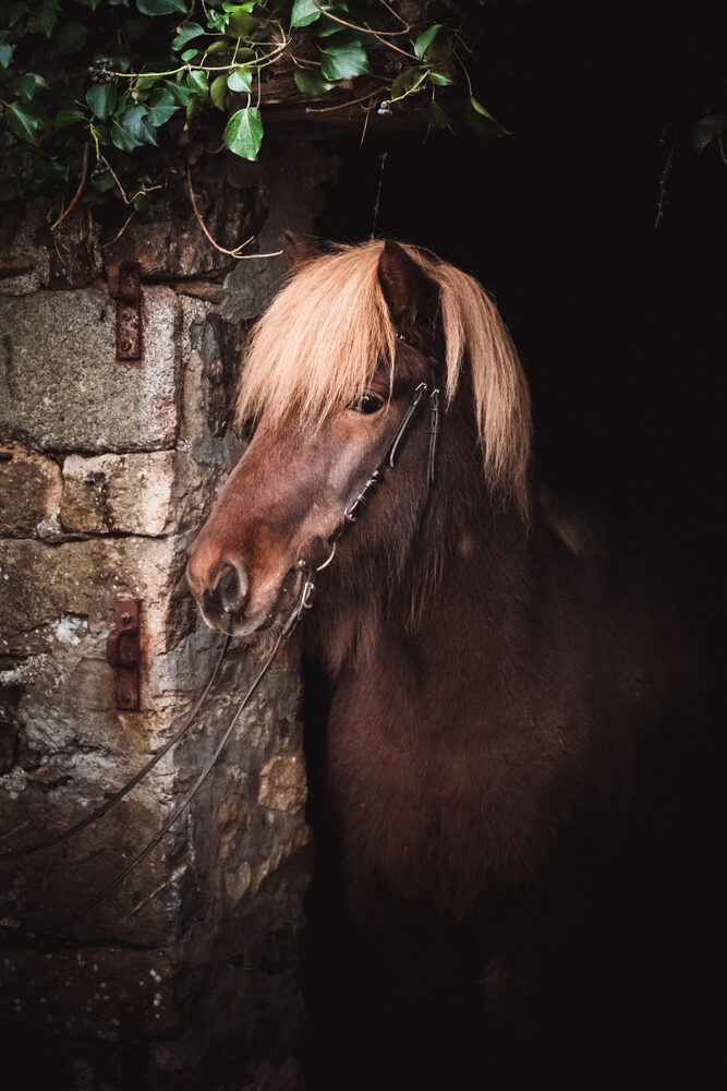 Cheval islandais à vendre – Kraftur frá Englahófi, alezan clair à la crinière blonde, apparaît à l’entrée d’une écurie de pierre couverte de lierre.