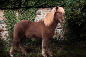 Cheval islandais à vendre – Kraftur frá Englahófi, alezan clair à la crinière blonde, se tient de profil devant un mur de pierres recouvert de lierre.