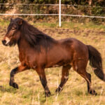 Cheval islandais Lukas van’t Glymurshof en mouvement dans un pré en Bretagne