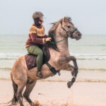 Tabea de l'association Libea montant Phönix, cheval islandais gris, cabré sur une plage face à la mer