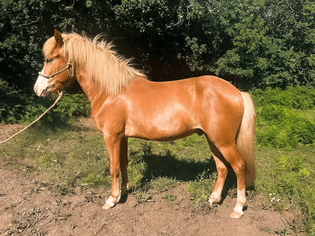 Biskup fra Þyrnihofi jeune etalon islandais a vendre en bretagne splash