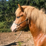 Biskup fra Þyrnihofi jeune etalon islandais a vendre en bretagne