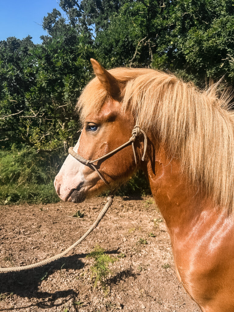 Biskup fra Þyrnihofi jeune etalon islandais a vendre en bretagne