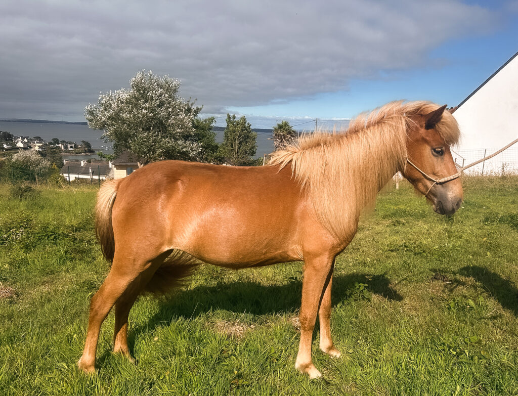 Daladís fra Þyrnihofi jeune jument islandaise a vendre en finistère