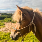Daladís fra Þyrnihofi jeune jument islandaise a vendre