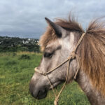Neista de l'Ubac jeune jument islandaise a vendre en finistère